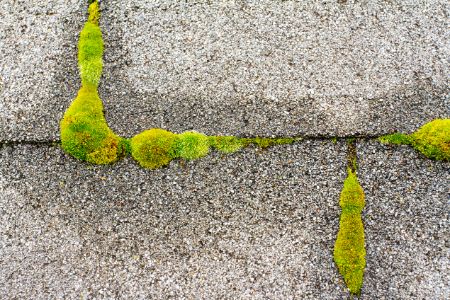 Why Is Moss A Problem For Homeowners?